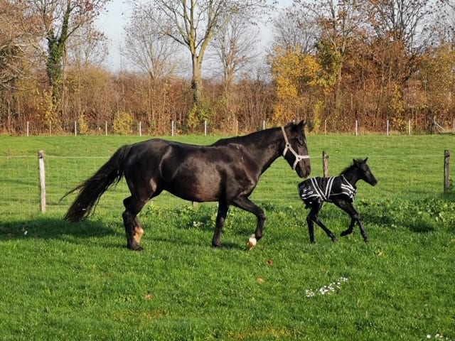 Merrie en veulen - Lingehoeve Zuid-Holland